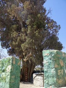 مستندسازی ثبت ملی سرو کهنسال روستای تمین جیرفت آغاز شد
