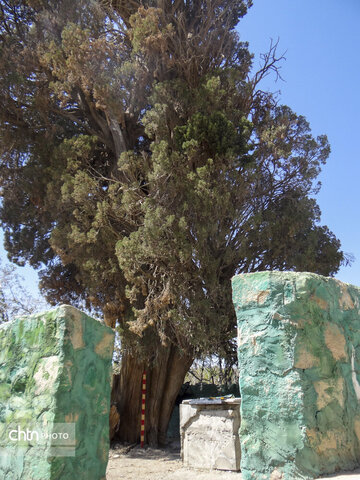 مستندسازی ثبت ملی سرو کهنسال روستای تمین جیرفت آغاز شد