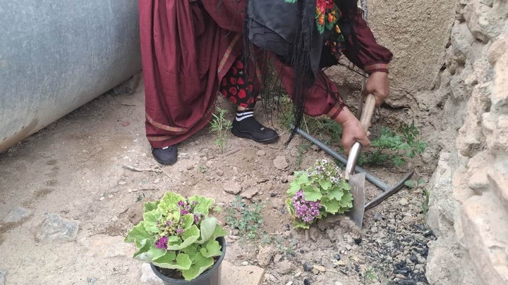 گل بالا