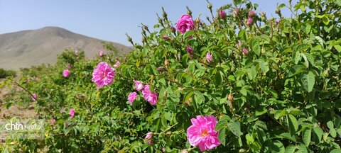 مزرعه‌های گل‌محمدی چهارمحال و بختیاری، مقصد جدید گردشگران