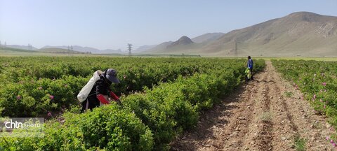 مزرعه‌های گل‌محمدی چهارمحال و بختیاری، مقصد جدید گردشگران