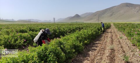 مزرعه‌های گل‌محمدی چهارمحال و بختیاری، مقصد جدید گردشگران