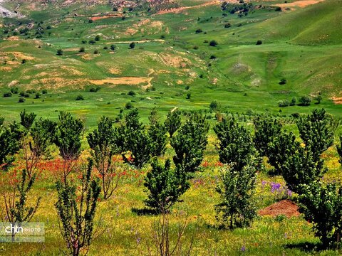تصاویر بهاری برکه قورباغه‌ها اشنویه