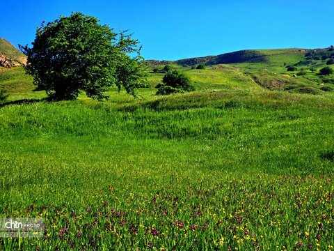 تصاویر بهاری برکه قورباغه‌ها اشنویه