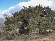ثبت ملی سرو کهنسال شهرستان بم کلید خورد