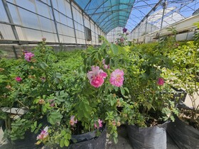 عطر گل محمدی زیر سایه جنگ