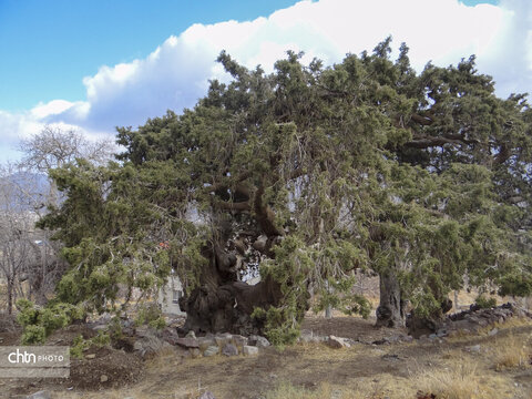 ثبت ملی سرو کهنسال شهرستان بم کلید خورد
