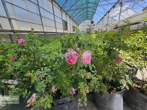 عطر گل محمدی زیر سایه جنگ