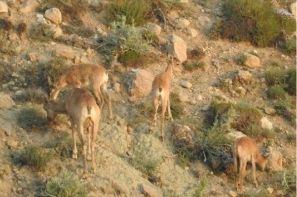 طبیعت بکر زنجان؛ گذار از حفاظت صرف به توسعه پایدار اکوتوریسم