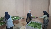 قلعه‌بالا، احیای سنت ابریشم‌داری در روستای نامزد ثبت جهانی