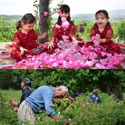سومین جشنواره گلاب‌گیری در شهرستان بانه برگزار می‌شود