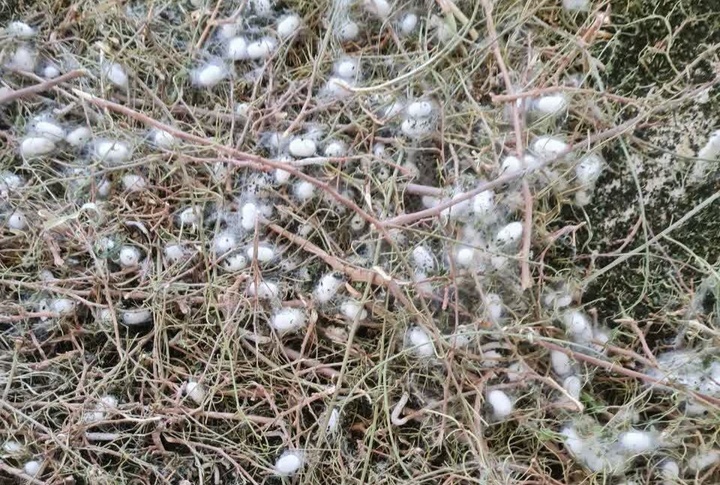 نوغان