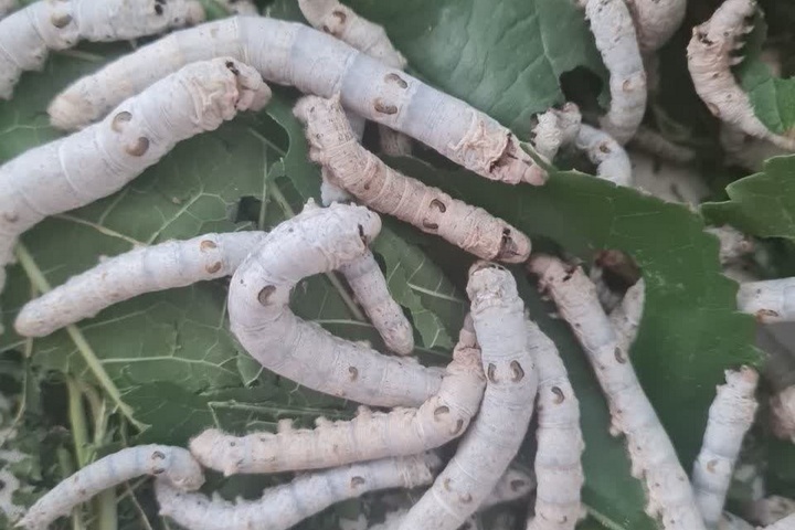 نوغان