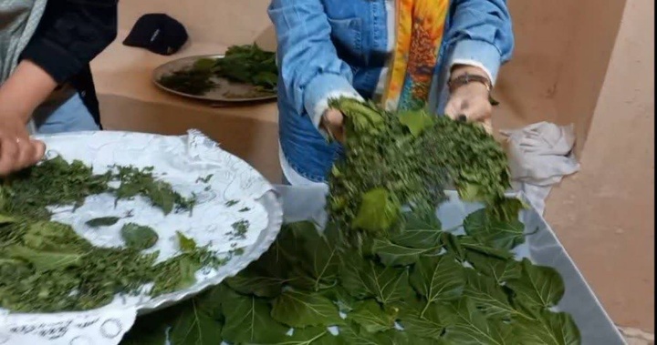 نوغان