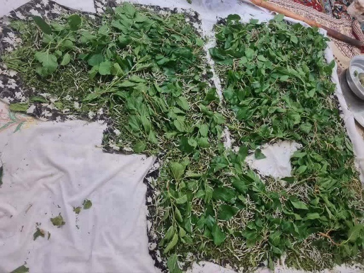 نوغان