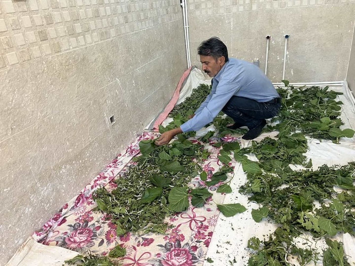 نوغان