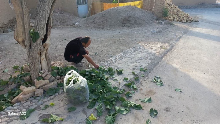 نوغان