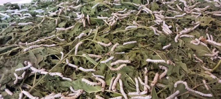 نوغان