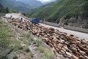 انسداد موقت جاده چالوس و آزادراه تهران- شمال به دلیل عبور احشام