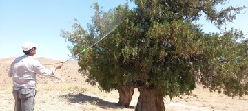 درختان کهنسال قاینات نفس تازه‌ای کشیدند