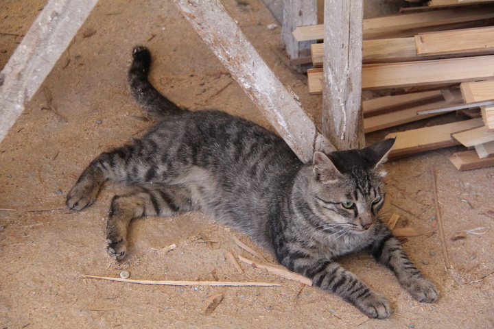 سبد بافی