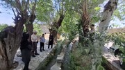 بازدید میدانی اعضای شورای فنی میراث‌فرهنگی خراسان جنوبی از پروژه بهسازی «کوچه صفا» در فردوس