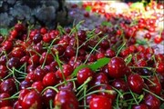 جشنواره گیلاس در فشند برگزار می‌شود