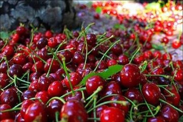 جشنواره گیلاس در فشند برگزار می‌شود
