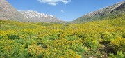 کوه‌گل و چشمه‌میشی؛ شاهکارهای بی‌بدیل در پایتخت برف، آفتاب و آرامش ایران + فیلم