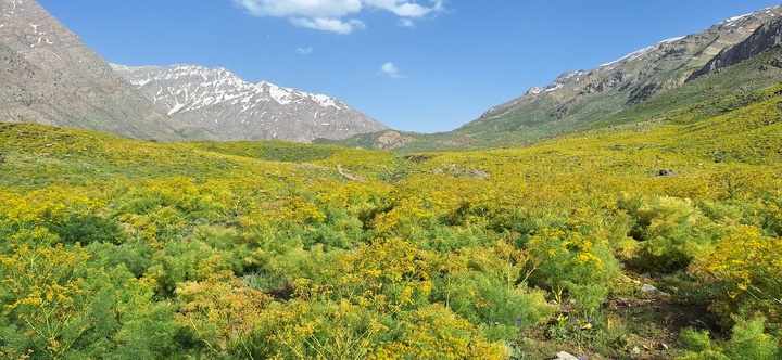کوه‌گل و چشمه‌میشی؛ شاهکارهای بی‌بدیل در پایتخت برف، آفتاب و آرامش ایران + فیلم