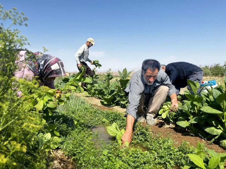 تنباکو