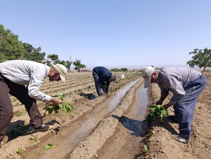تنباکو