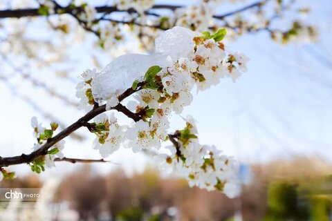 شازند شهر چشمه‌های طبیعی
