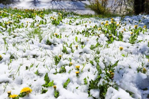 شازند شهر چشمه‌های طبیعی