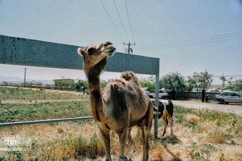 دسته یوم العباس حسینیه اعظم زنجان