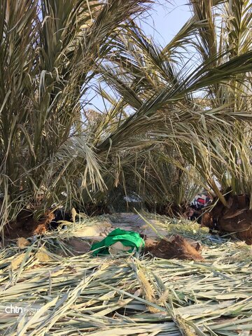 غوغای علم و نخل؛ نبض تفت در تلاطم عاشورا