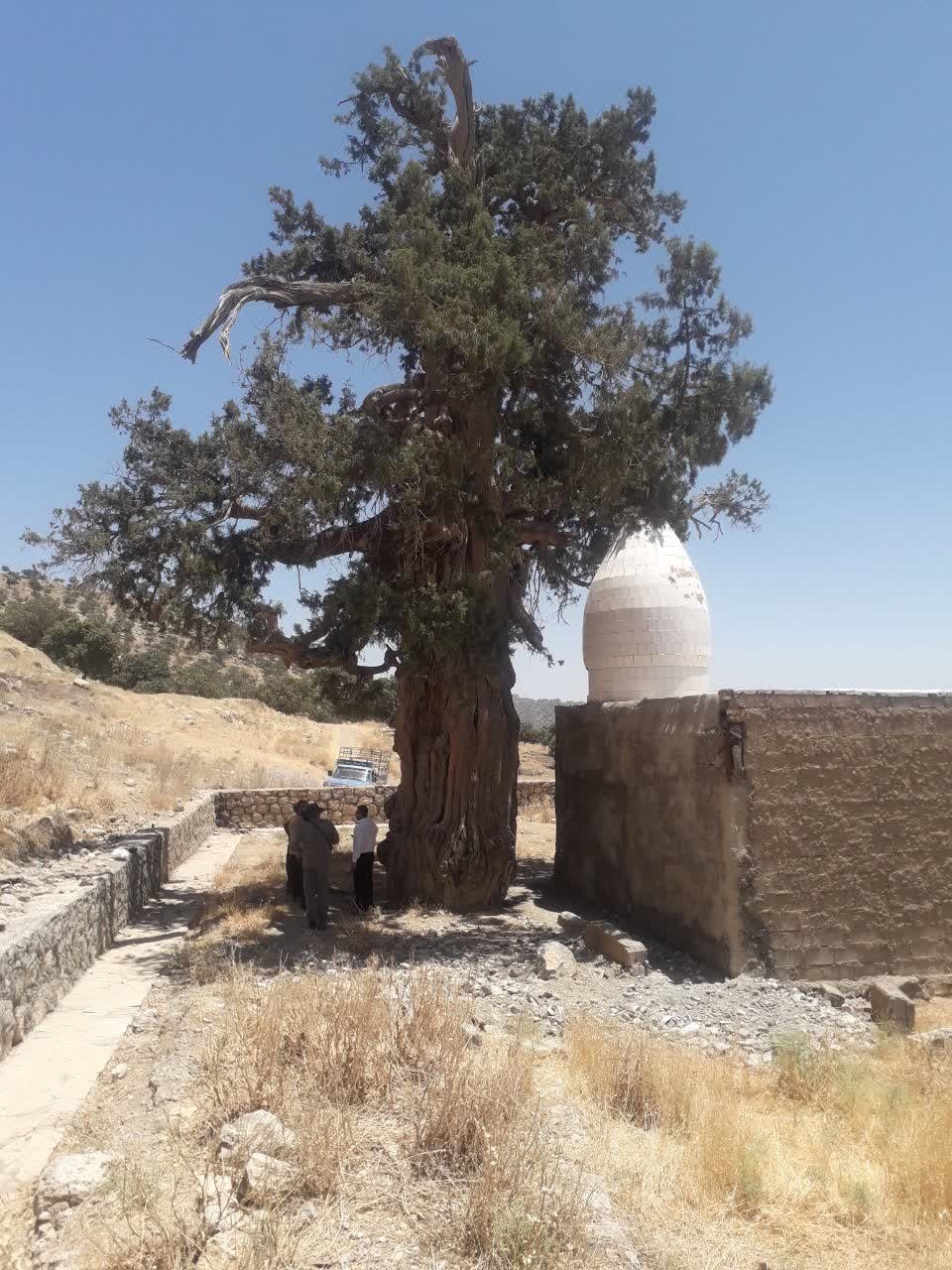 رمزگشایی از راز زردی سرو دو هزار ساله