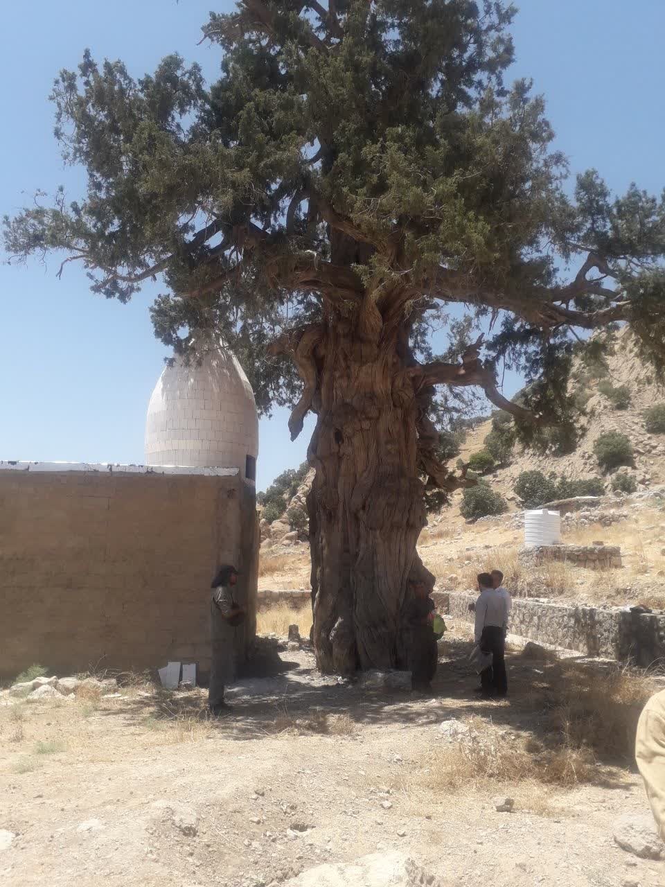 رمزگشایی از راز زردی سرو دو هزار ساله