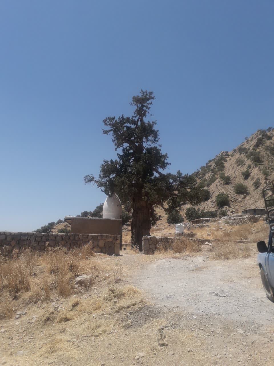 رمزگشایی از راز زردی سرو دو هزار ساله