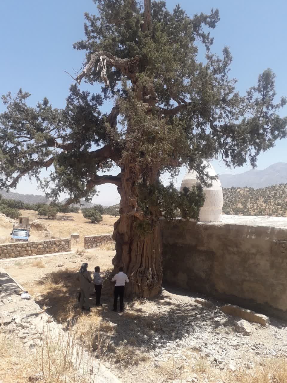 رمزگشایی از راز زردی سرو دو هزار ساله