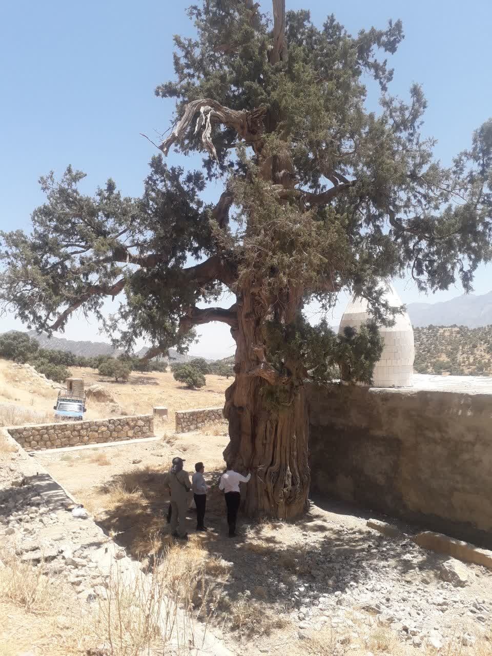 رمزگشایی از راز زردی سرو دو هزار ساله