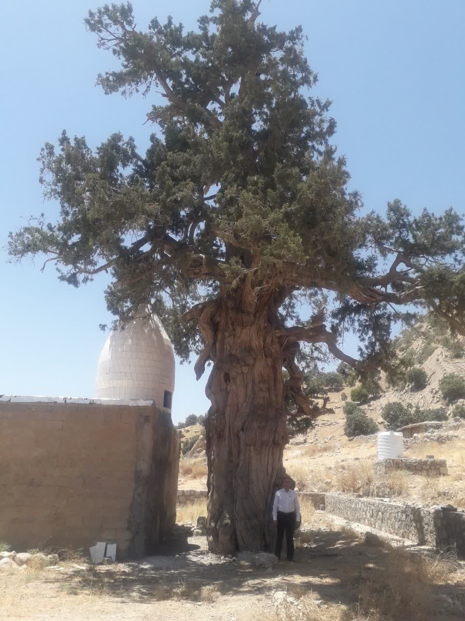 رمزگشایی از راز زردی سرو دو هزار ساله