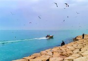 افزایش شرجی تا 70 درصد در نواحی ساحلی استان بوشهر