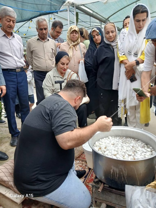 جشنواره پیله ابریشم در شهرستان چالوس برگزار شد