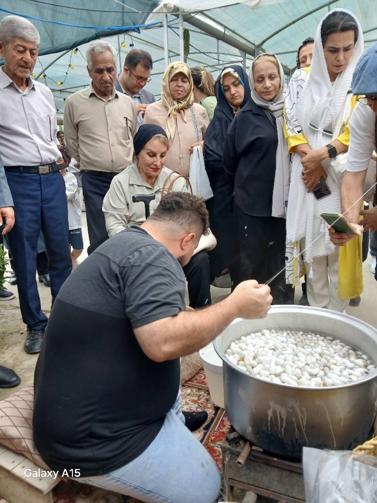 جشنواره پیله ابریشم در شهرستان چالوس برگزار شد