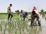 نشاء امید در شالیزارهای گلستان