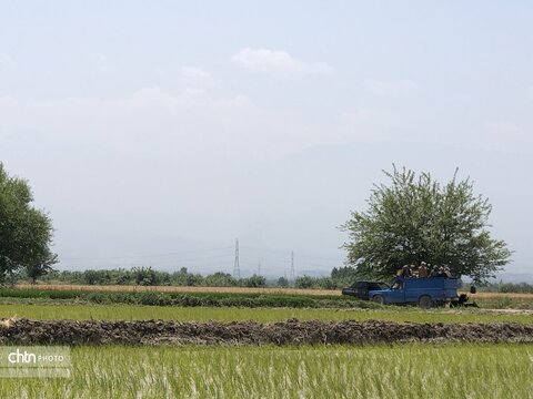 شالیزار