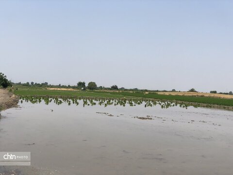 شالیزار