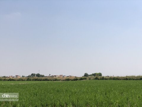 شالیزار