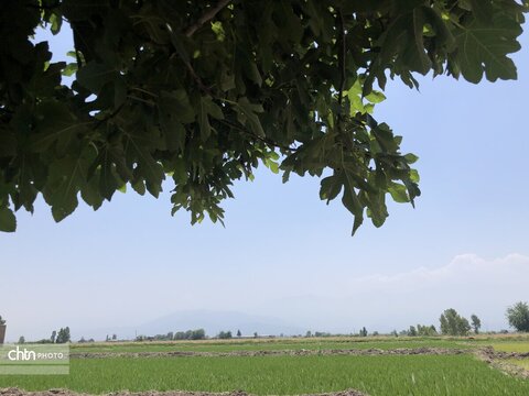 شالیزار
